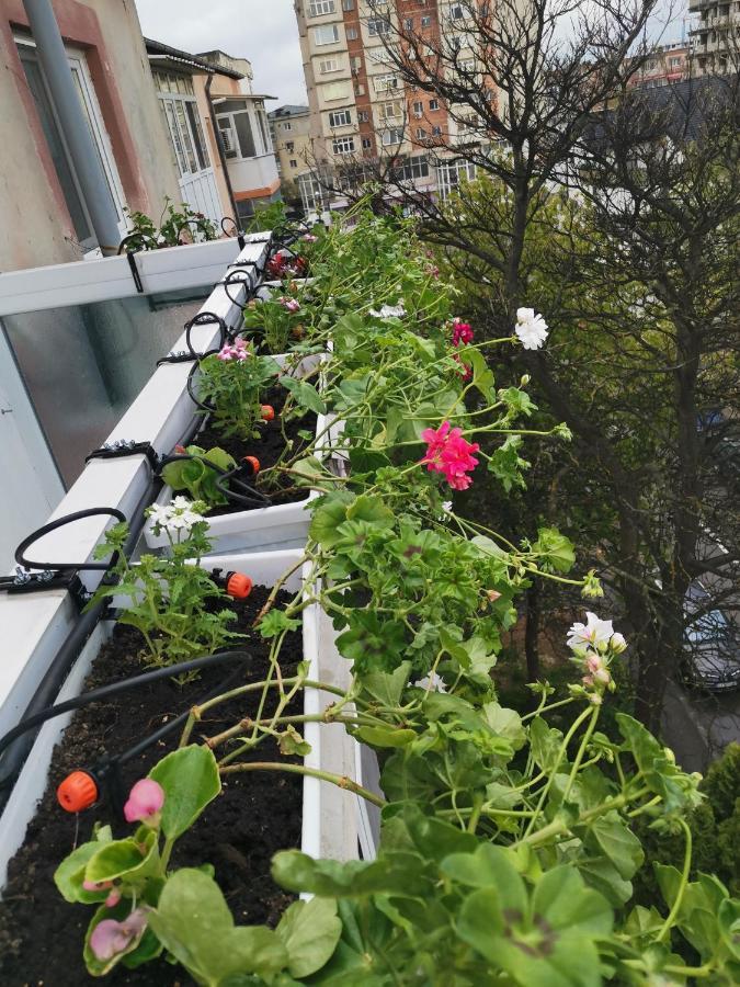 Bloom Box Apartments Craiova Eksteriør billede